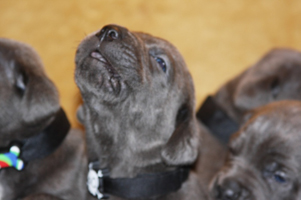 Old World Cane Corso Puppy